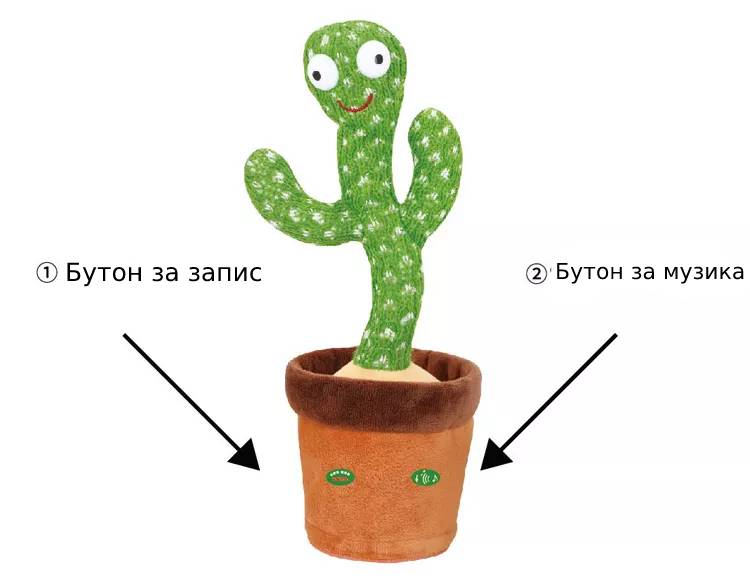 Забавна играчка, която гарантира забавление за дълго време с множеството си функционалности. Плюшеният кактус може да повтаря всички Ваши думи, докато весело танцува и премигва с пъстроцветни светлинки (необходимо е да включите превключвателя в долната част).Играчката разполага и с музикална функция - натискайки бутона долу вдясно се активира възпроизвеждането на различни популярни песни, които кактусът ще изпълнява, докато танцува и мига с весели светлинки.Играчката ще насърчава детето да пее и танцува и ще го разсмива със забавното си повторение на думи със смешен глас.Кактусът разполага с презареждаема батерия, която можете да презаредите с включения USB кабел. Време за игра: 1 час; време за зареждане: 3 часа.Размери: 31.5 х 12.5 смПодходящо за деца над 3-годишна възраст.